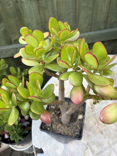 Crassula jade plant - crassula,