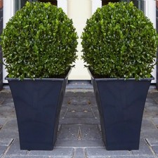 Pair of Premium Buxus Balls