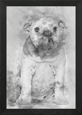 English Bulldog puppy 4 mo