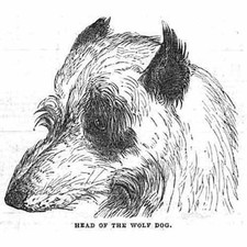 Head of the Wolf Dog - Antique Print 1844