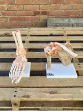 2x 66fit™ Anatomical Human