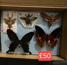 Box 1 Specimen Moth Entomology