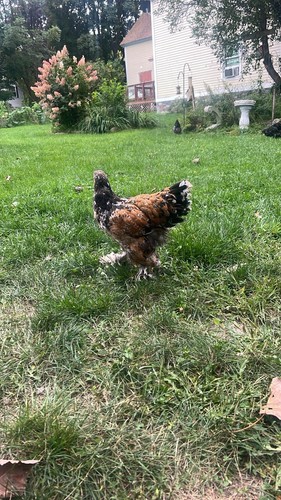 Beautiful giant pure bred - beautiful,