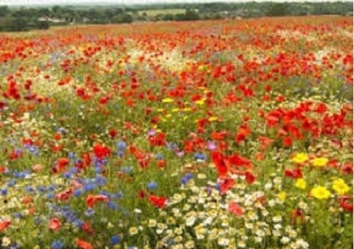 Wild flower seeds - flower, meadow