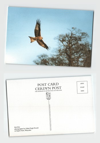 Postcard red kite - red,