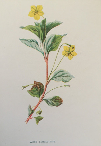 Antique botanical print wood - botanical,