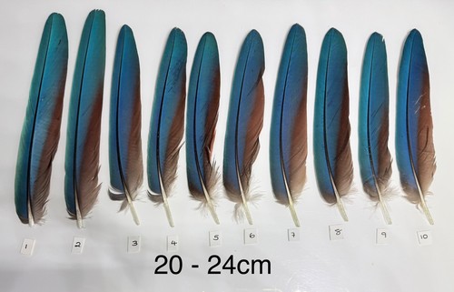 Parrot macaw feather crafts - feather,
