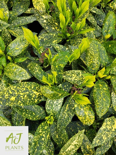 Aucuba japonica variegata - aucuba,