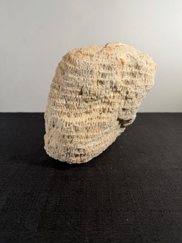 Vintage natural coral specimen - natural,