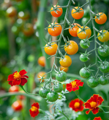 10 tagetes patula - or,