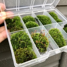 Premium live moss selection - live,