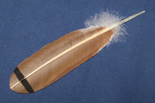 Native american made hawk - native,