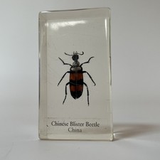 Real Life Bugs And Insects