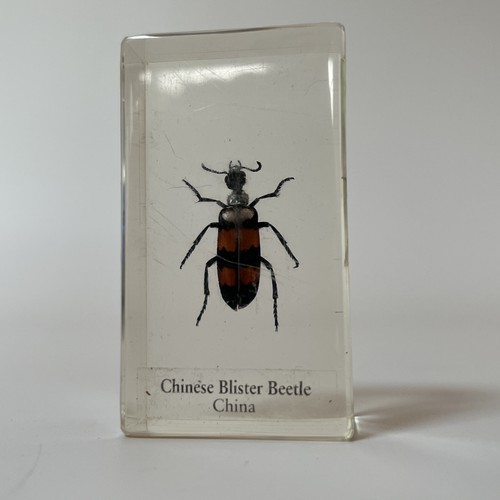 Real life bugs and insects - real,