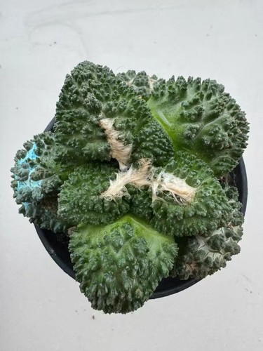 Rare live house plant - live,