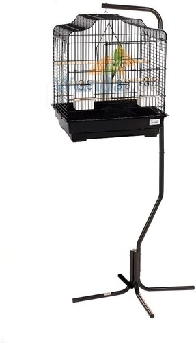 Liberta siam budgie canary - liberta,