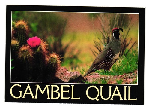 Vintage gambel quail postcard - vintage,
