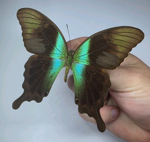Papilio peranthus transiens - transiens, a-