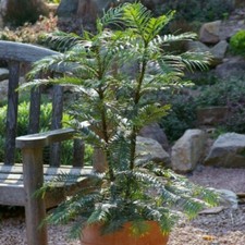 Wollemia nobilis (Wollemi Pine) 3 Litre Potted Garden Trees x 1 T&M