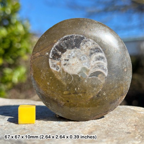 Goniatite fossil devonian - fossil, –