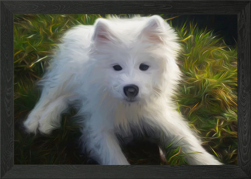 Samoyed puppy framed wall - wall, art