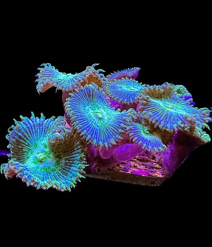 Live coral paly - zoa, enchanted