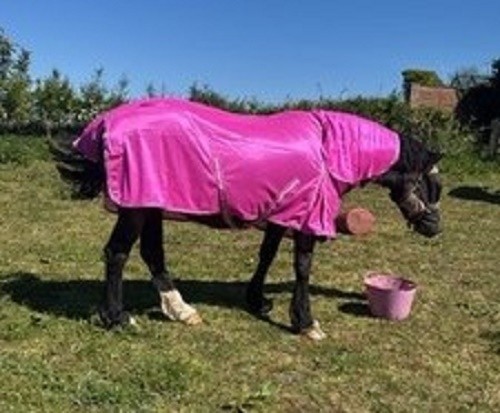 Sale offer new - new, horse