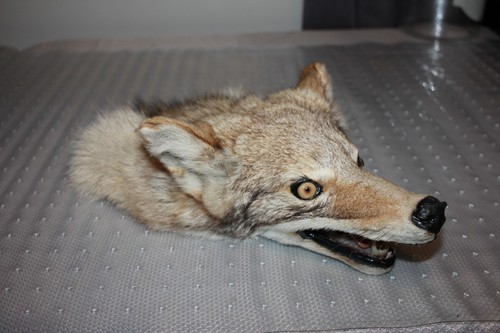 Coyote taxidermy head mount - taxidermy,