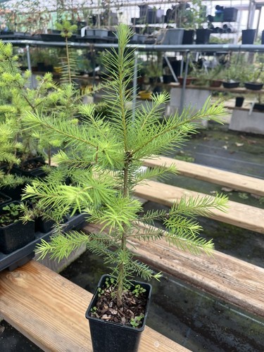 Douglas fir tree pseudotsuga - fir,