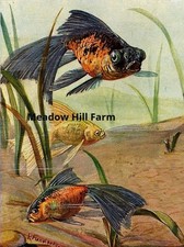 Fridge magnet goldfish classic - fridge,