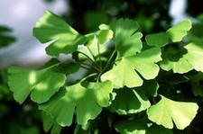 Ginkgo Biloba Maidenhair Tree in 9cm pot approx 8" tall