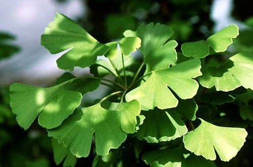 Ginkgo biloba maidenhair tree - ginkgo,