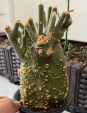 Dia 11.5cm Rare  Cacti Live Adenia globosa WYSIWYG Caudex Boutique  Decor