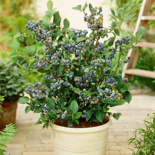 Patio blueberry sunshine - 2, x