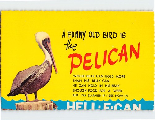 Postcard funny old bird - postcard,