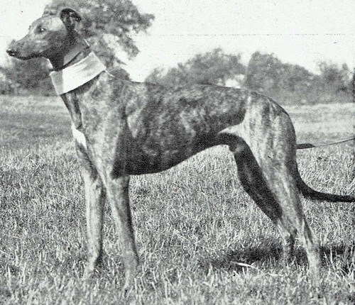 Hare coursing bognor regis - hare,