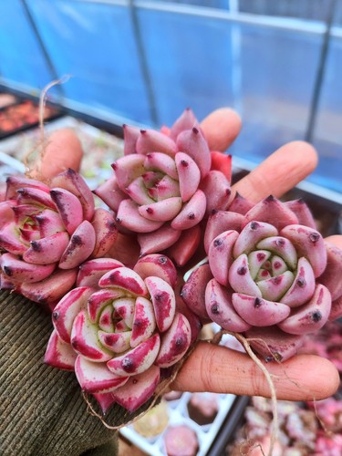 Echeveria agavoides blood - agavoides,