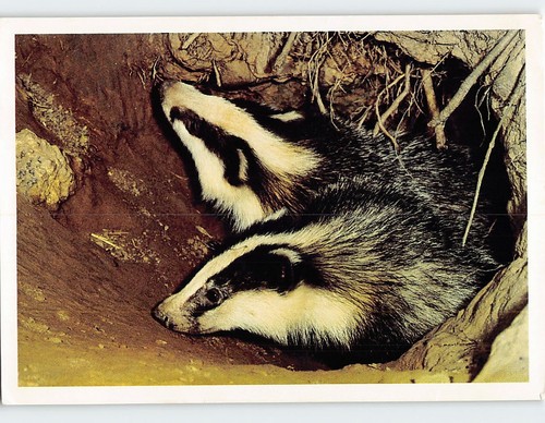 Postcard badger cubs - badger,