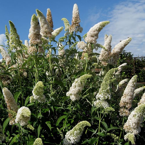 Buddleia davidii white - buddleia,