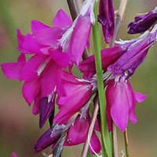 DIERAMA 'BLACKBERRY BELLS ANGELS FISHING RODS 10 SEEDS Flared Trumpets  