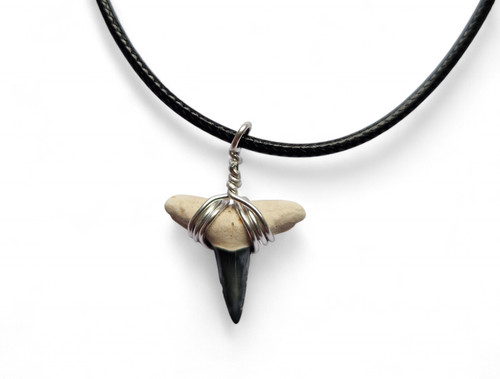 Genuine fossil lemon shark - lemon,