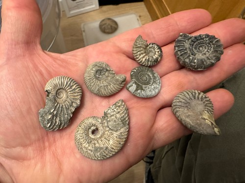 Speeton clay ammonites - speeton,