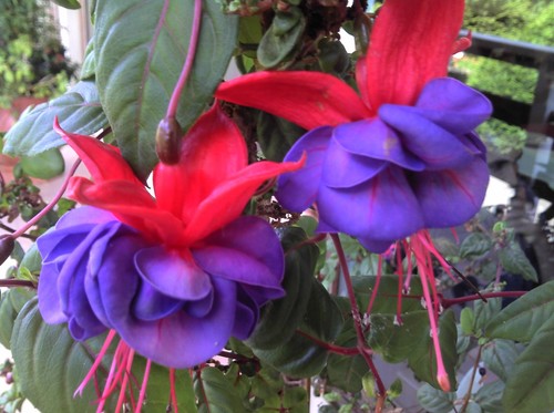 Giant trailing fuchsia blue - 6,