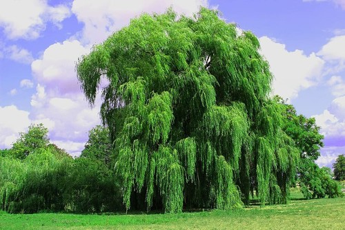 Salix alba tristis golden - alba, /