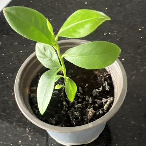 Lemon tree citrus plant - lemon,