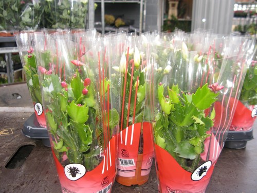 Pink christmas cactus - christmas,