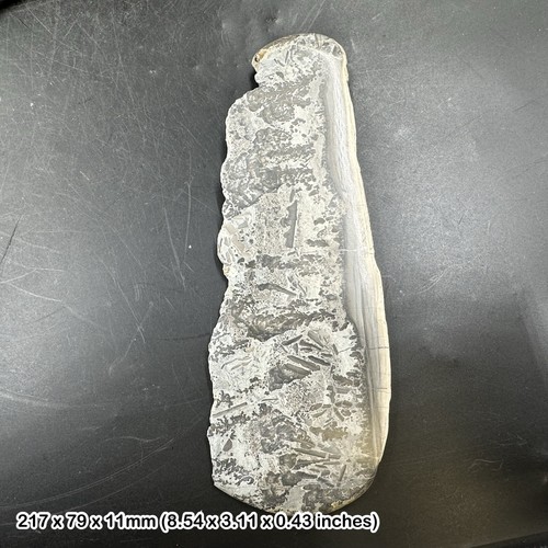 Stromatolite fossil section - stromatolite,