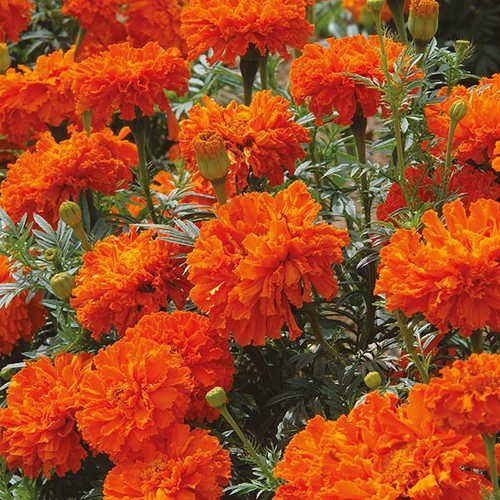 Marigold african kees - 20,
