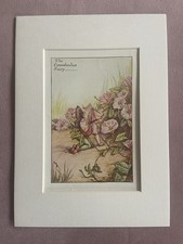 Convolvulus flower - ‘convolvulus’,