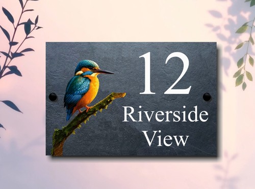 Kingfisher wildlife - kingfisher,